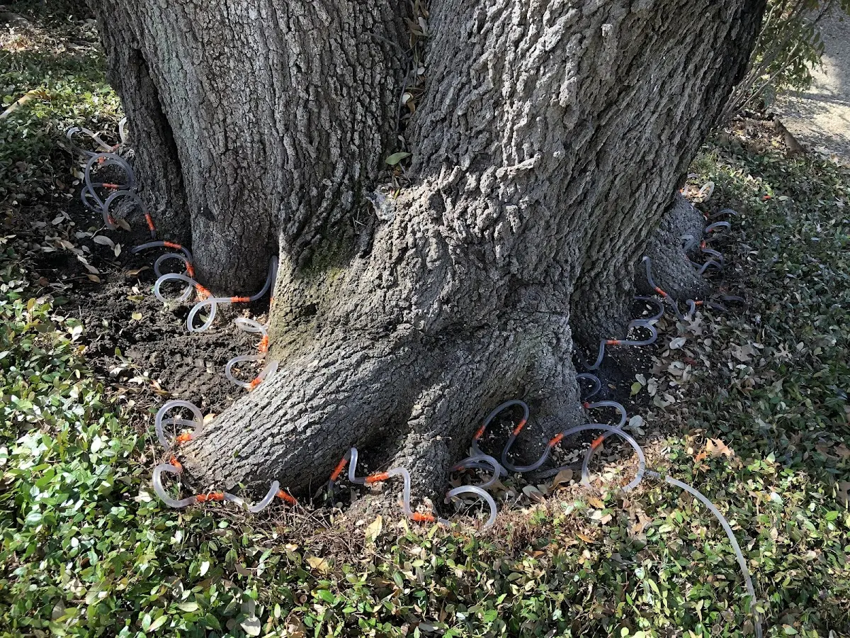 Detailed Tree Cabling and Bracing job site in Grand Marais
